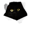 Black Cat Cardboard Adventure Gift
