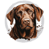 Labrador