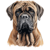 Mastiff
