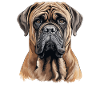Mastiff
