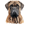 Mastiff