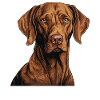 Magyar Vizsla