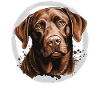Labrador