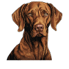 Magyar Vizsla