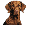 Magyar Vizsla
