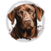 Labrador