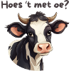 Cow, Antwerp dialect shirts