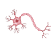 Neurology, Nurse, Brain, Neurologist
