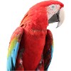 Parrots Bird T-shirt Gift