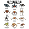 Araignées dans le monde - Araignées