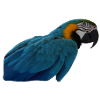 Parrots Bird T-shirt Gift
