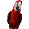 Parrots Bird T-shirt Gift