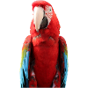 Parrots T-shirt Gift