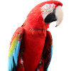 Parrots Bird T-shirt Gift