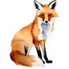Fox with a plain background