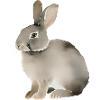 Hase mit einfarbigem Hintergrund