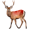 Red Deer