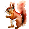 Red Squirrel with plain background