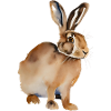 Brown Hare