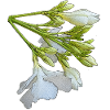 olianderblume, blütenzweig, Geschenkidee frau