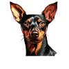 Pinscher