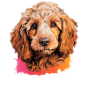 Poodle