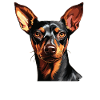 Pinscher