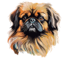 Pekingese