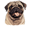 Pug