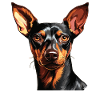 Pinscher