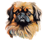 Pekingese