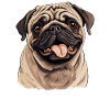 Pug