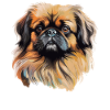 Pekingese