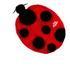 LADYBUG: seven-point coccinellidae vulgaris
