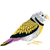 Perruche Bird Propriétaire d’oiseau Calopsitte
