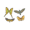 Moths Insect Collector Entomologist