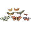 Moths Insect Collector Entomologist