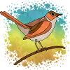 Bunter Vogel