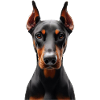 Doberman