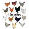 I love chickens