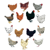 I love chickens