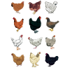 Poulets du Monde - Poulets