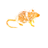 Farbenfrohe Ratte