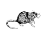 Black and White Drawing - Rat