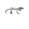 Black and White Drawing - Gecko