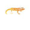 Farbenfroher Gecko