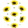 Sunflowers