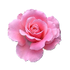 Pink Rose