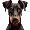 Doberman
