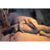 Mexican beaded lizard (Skorpion-Krustenechse)